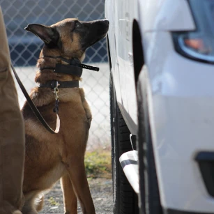 K9 Andor Scent Work