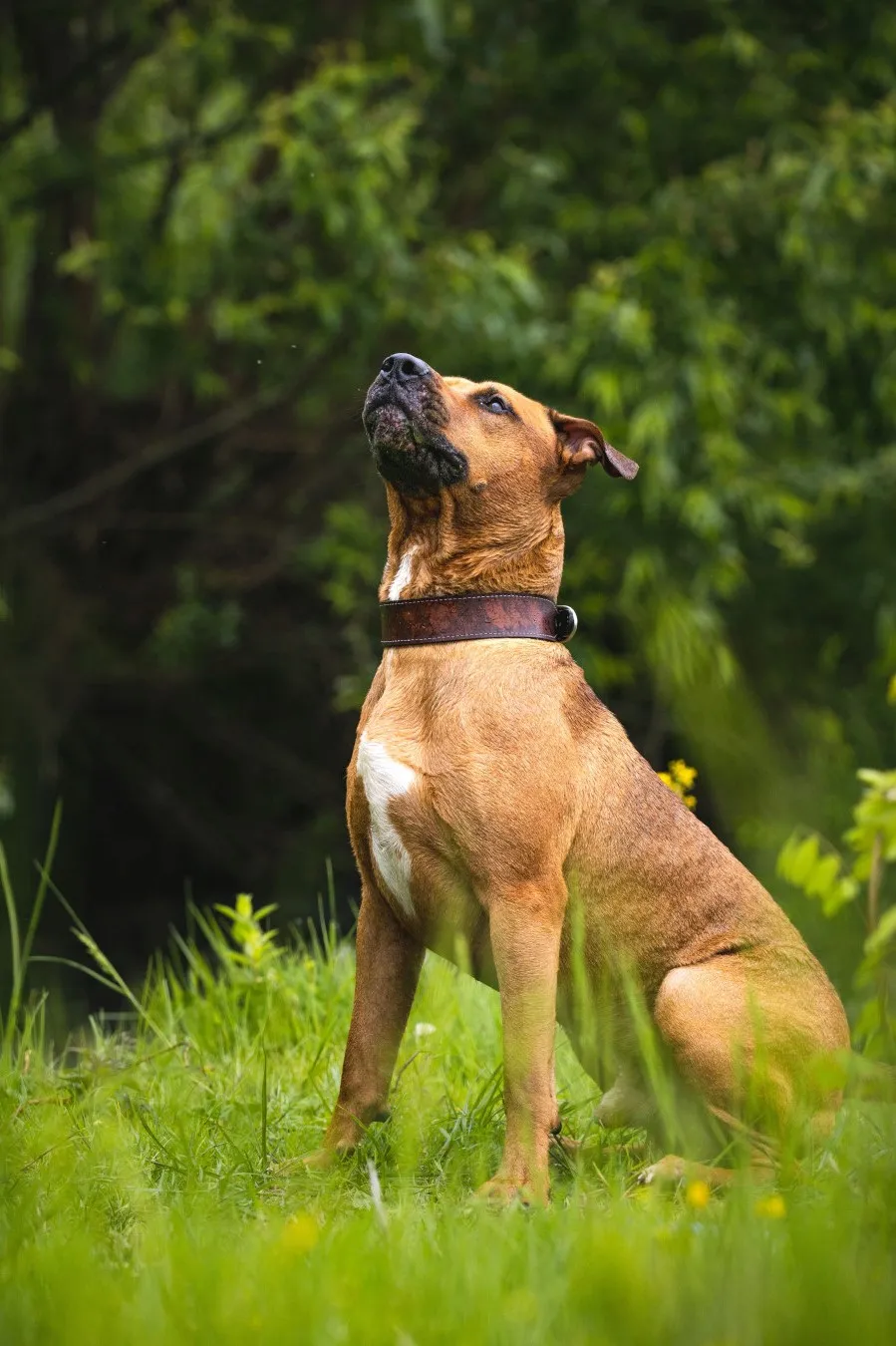 Contact Us Image Dog sitting in the grass