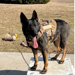 Dog standing on platform