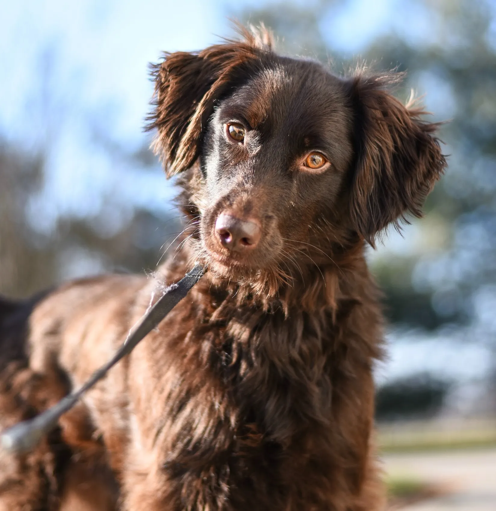 Image of a Dog Tilting his head for the main image of the Frequently Asked Questions page