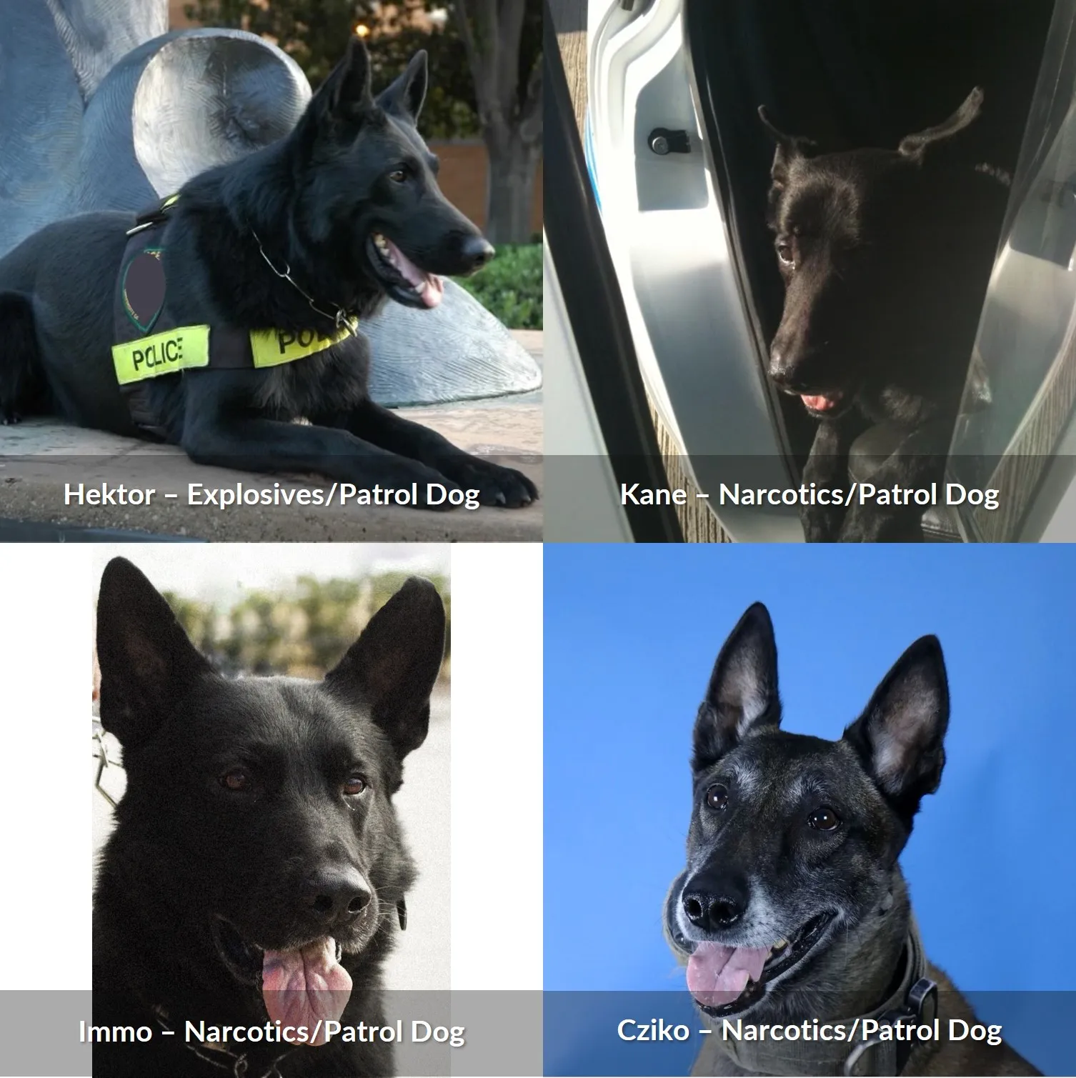 This is a group of four images, Top Left is K9 Hektor, Top Right K9 Kane, Bottom left is K9 Immo, and Bottom Right is K9 Cziko