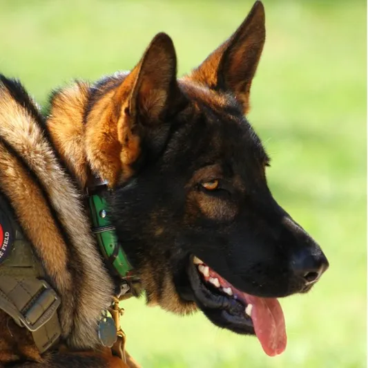 Image of Gunner Personal Protection Dog