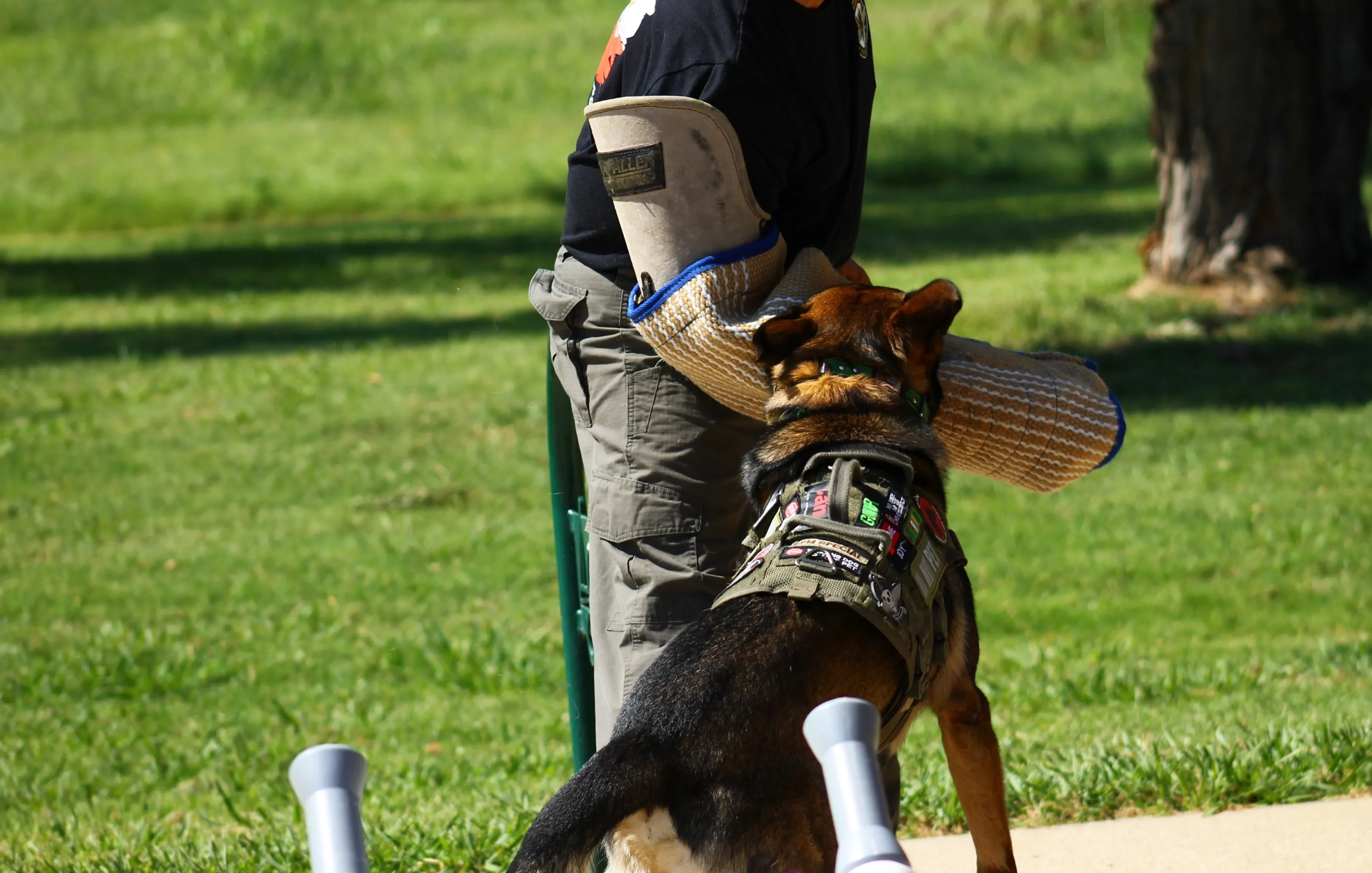 Gunner a Personal Protection Dog