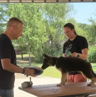 This is a German Shepherd, practicing Scent Detection Work.