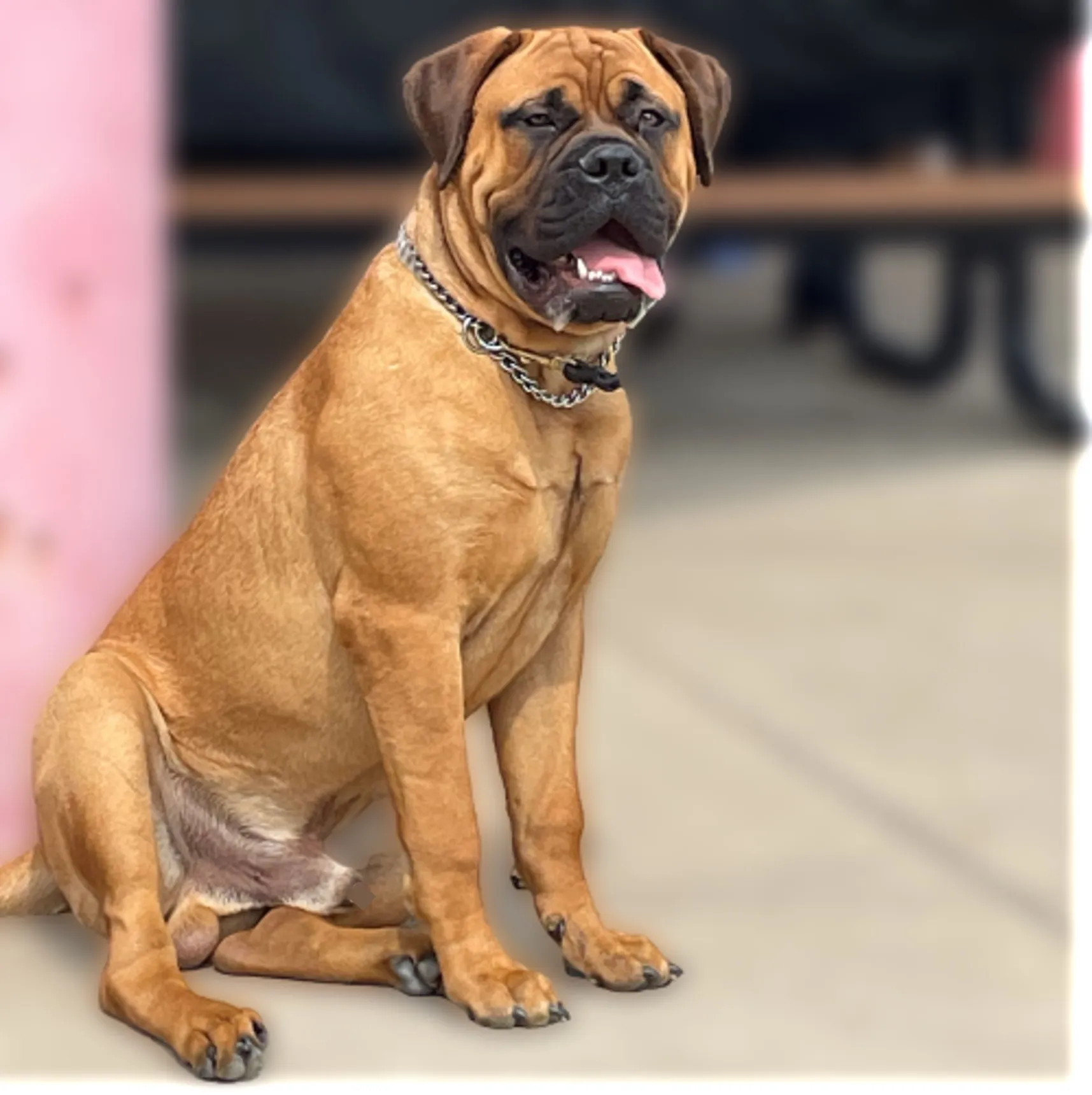 Image of a dog sitting, demonstrating our able as dog trainers to teach obedience.