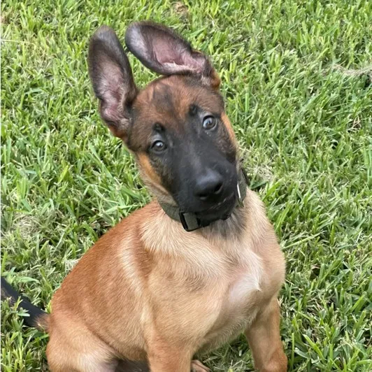 Image of Riggs a dog in training