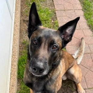 Trigger a Belgian Malinois