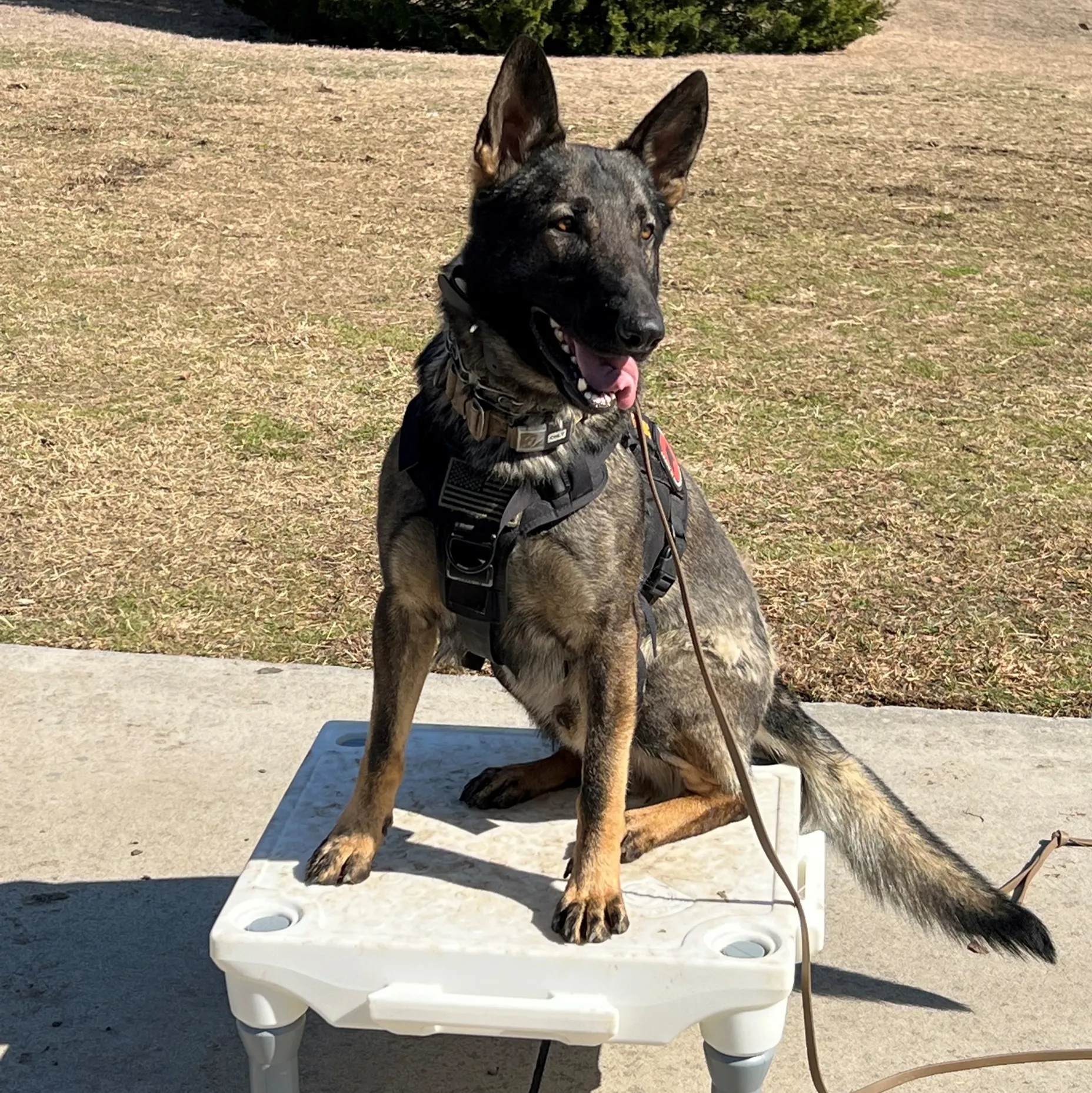 Obedience Dog in training