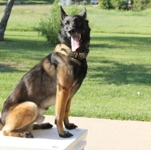 Image of Zavi Personal Protection Dog