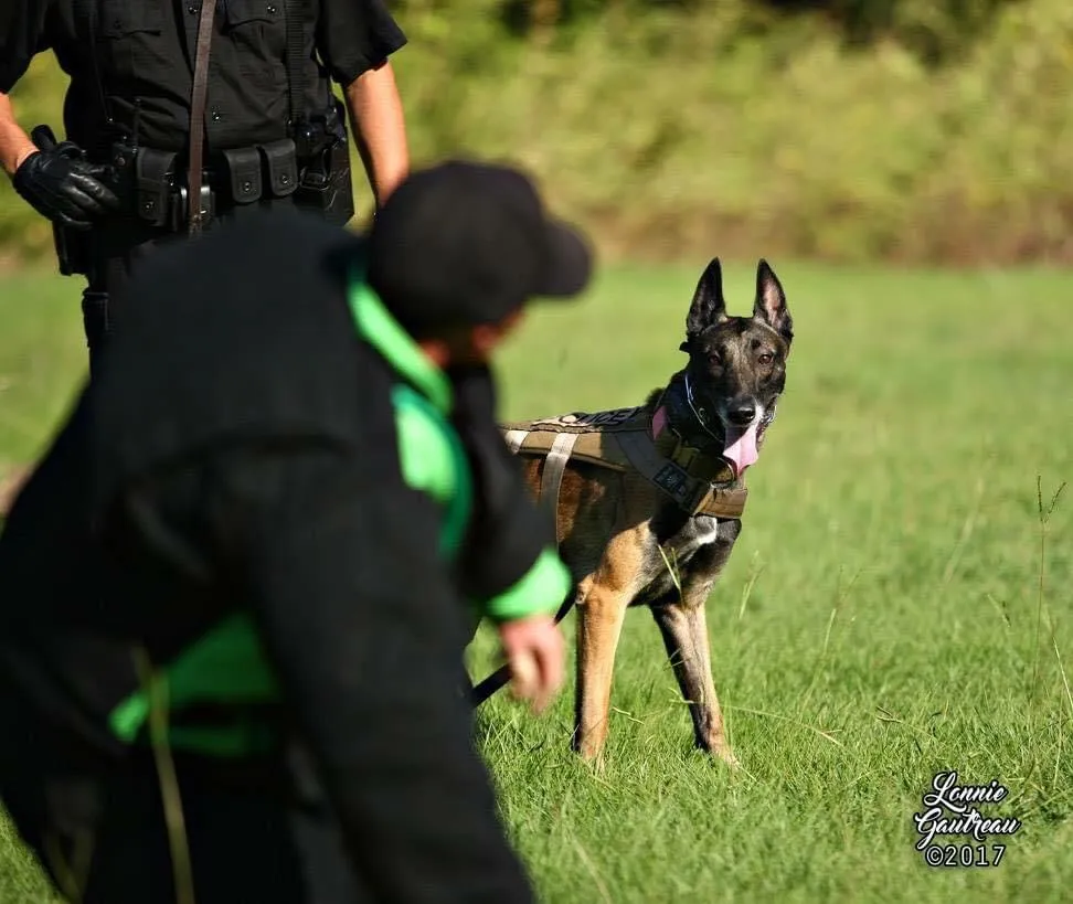 This our Main home page image that show a picture of Cziko a Belgian Malinois in training.